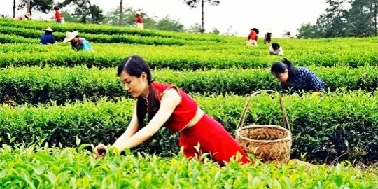 ��������Ĳ�